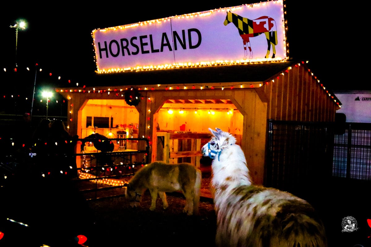 The Horseland petting zoo barn lit up for the third season