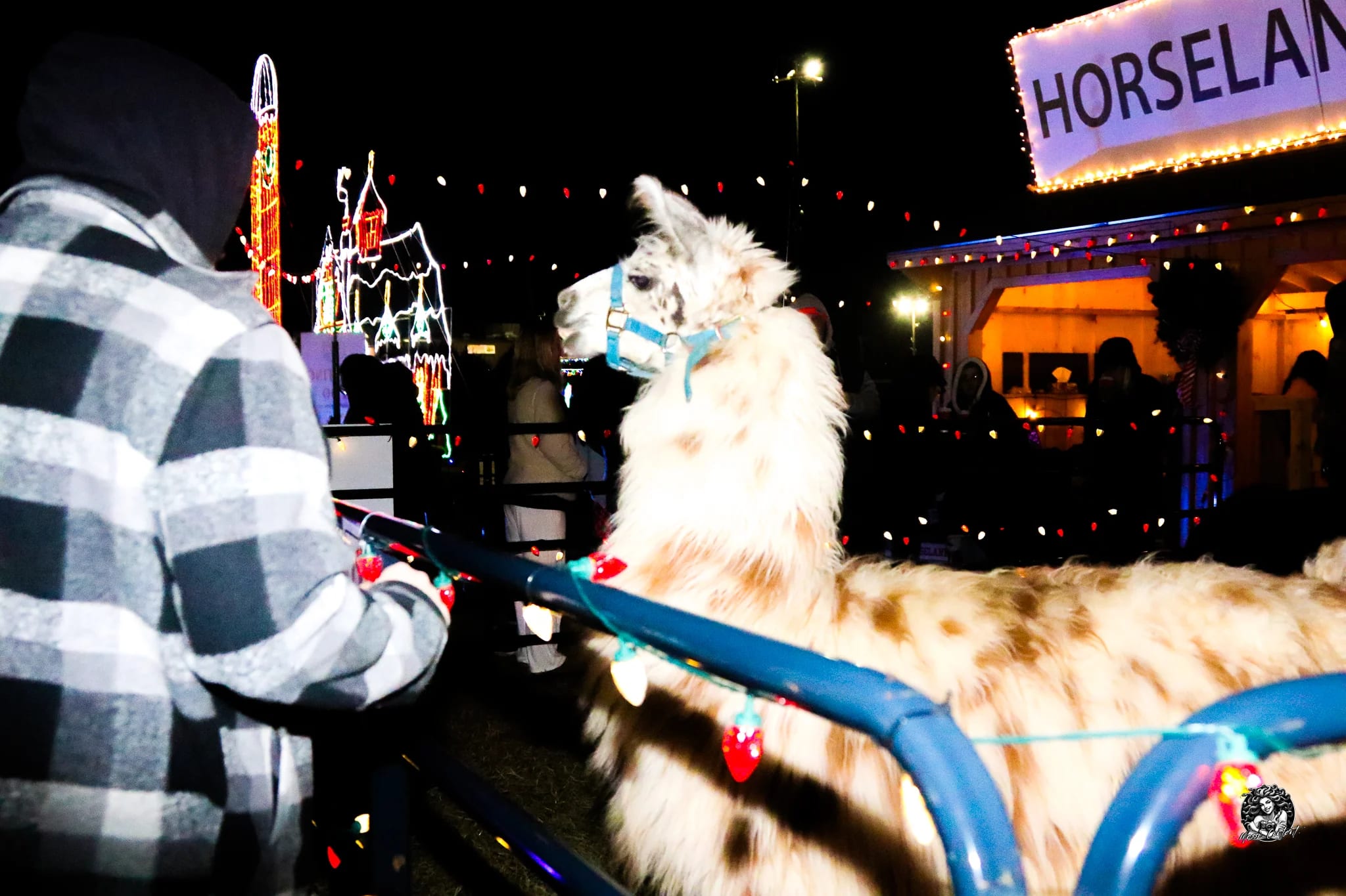 Meeting the llama at the Horseland petting zoo on the Timonium light trail