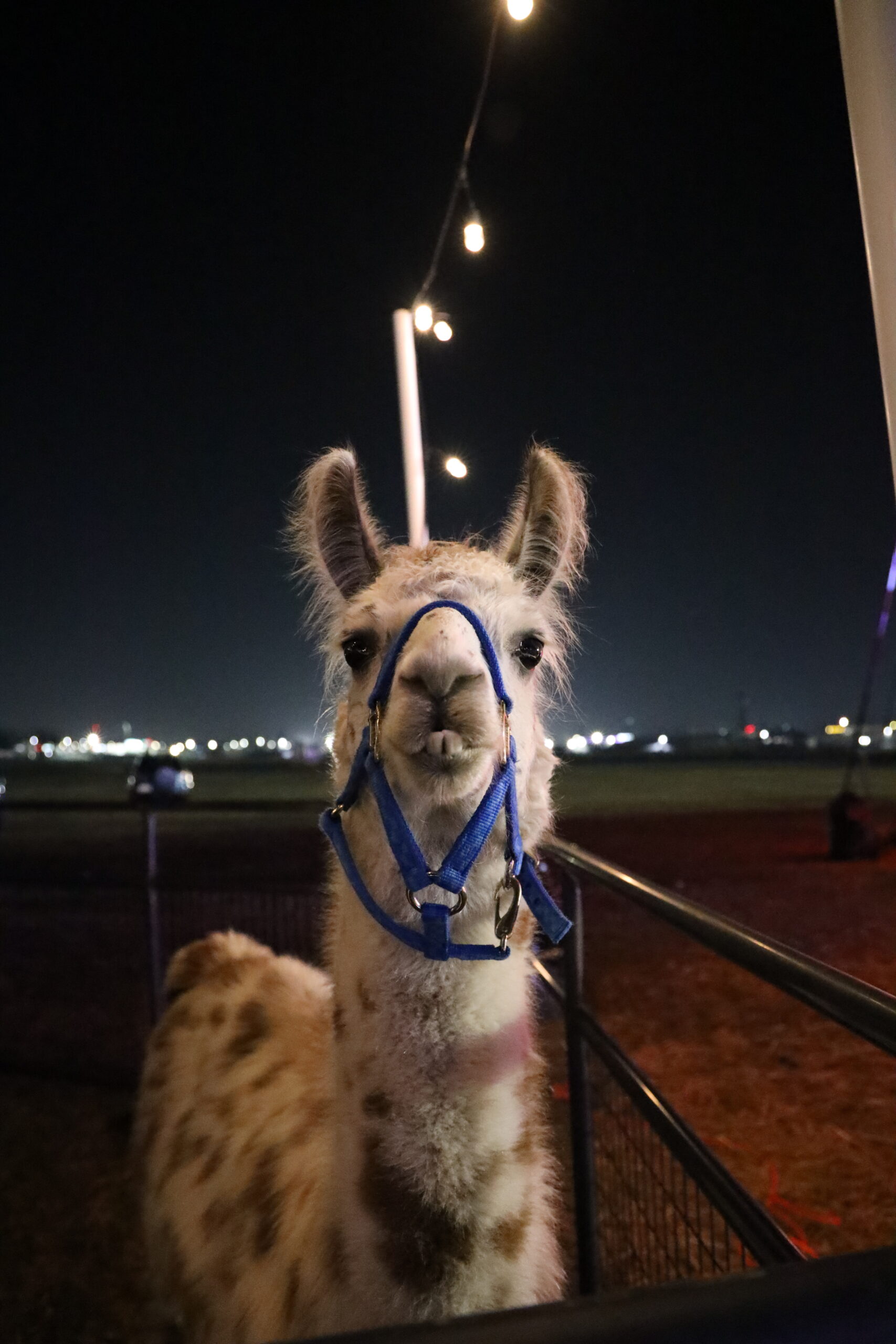 A llama saying hello at the Horseland petting zoo on the Christmas light trail